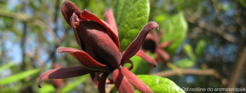 cvetoči dišečnik Calycanthus floridus