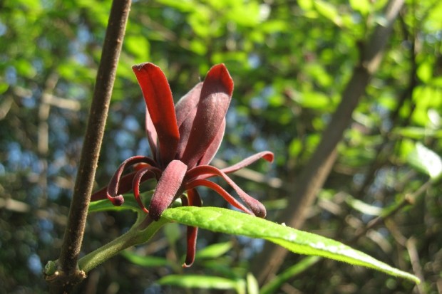 cvetoci disecnik calycanthus