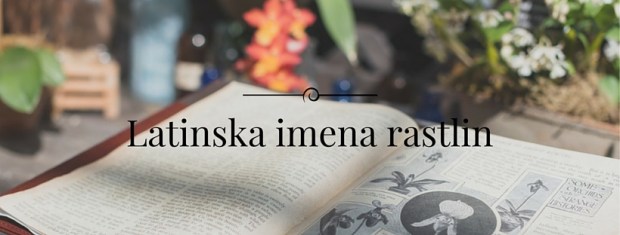 latinska imena rastlin