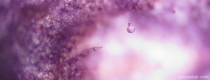 Hlapna etericna olja nastajajo v zleznih celicah rastlin