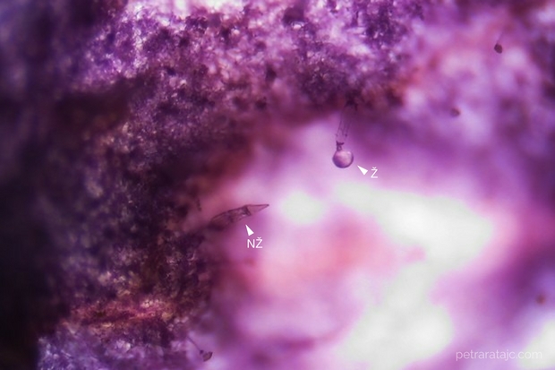 620 muskatna kadulja trihomi 1