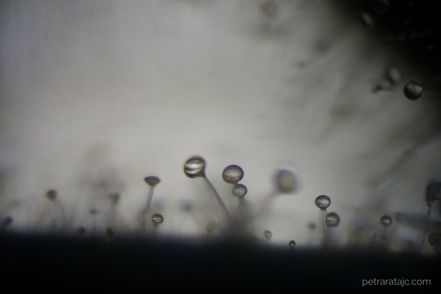 620 muskatna kadulja trihomi 3