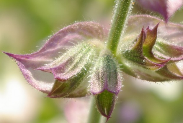 620 muskatna kadulja trihomi