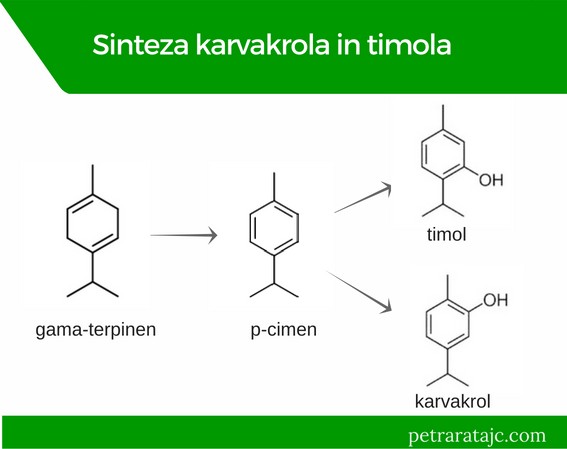 kraski setraj karvakrol timol