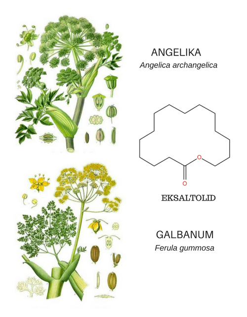 25 angelika galbanum